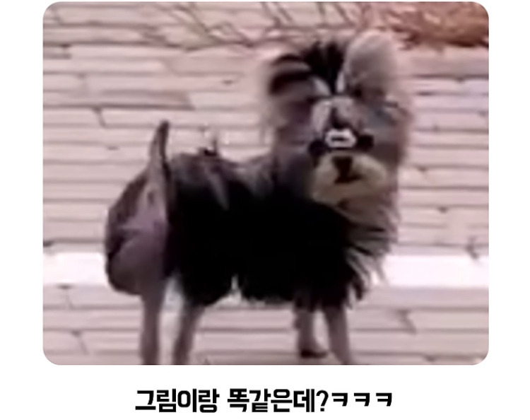 이 강아지 주인은 찾아가시오.jpg | 인스티즈