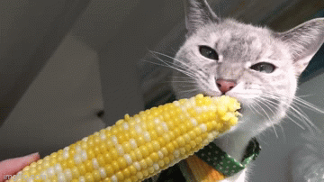 옥수수에 환장하는 고양이들 | 인스티즈