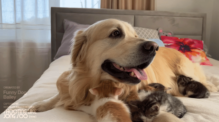 댕댕이에게 빠져버린 아깽이.gif | 인스티즈