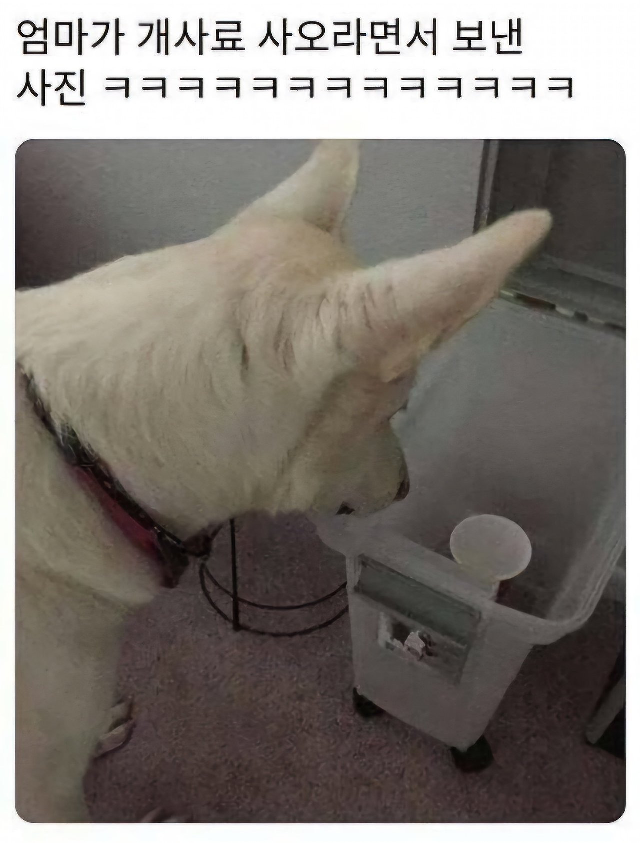 엄마가 개사료 사오라며 보낸 사진 | 인스티즈