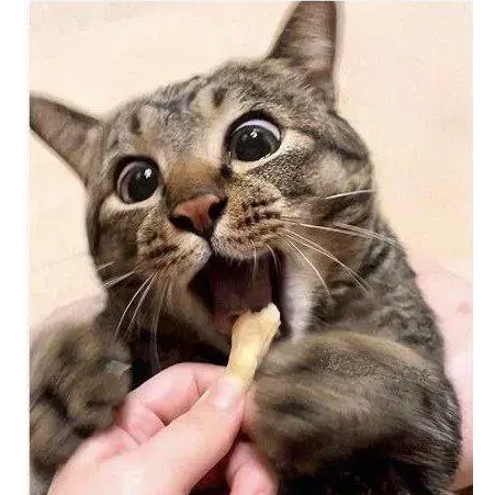 간식줄맛 나냥 | 인스티즈