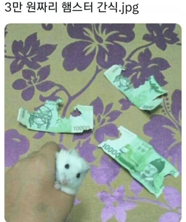 3만원짜리 햄스터 간식 | 인스티즈