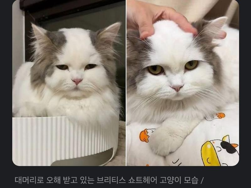 털색깔 때문에 오해받는다는 고양이 | 인스티즈