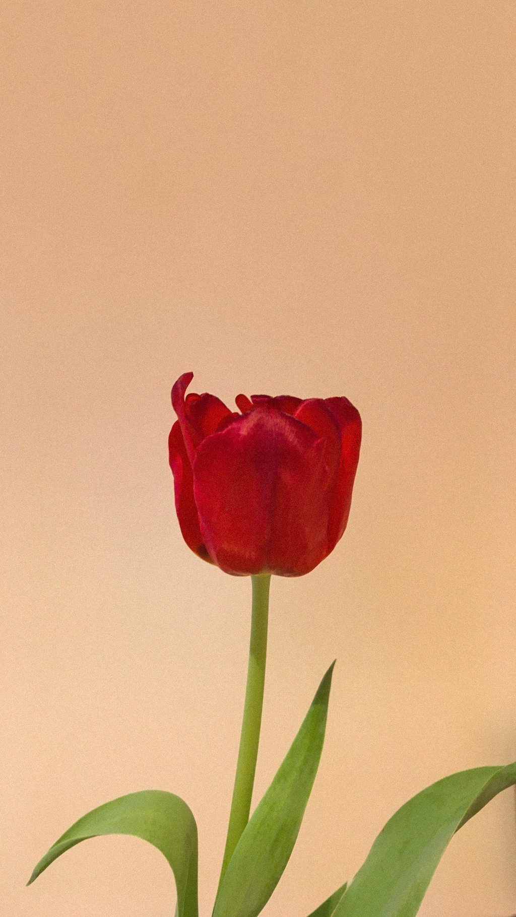 튤립 배경화면 공유 (추가) | 인스티즈