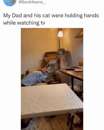 손 잡고 티비보는 아빠와 고양이 | 인스티즈