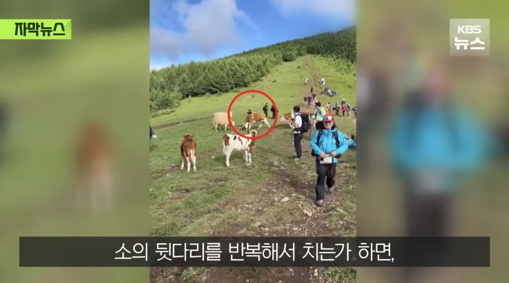 소들에게 짓밟혀 갈비뼈가 부러진 중국인 | 인스티즈