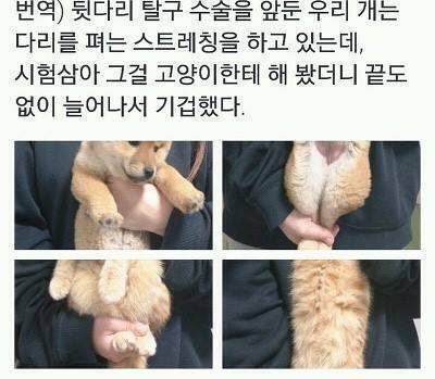 강아지 고양이 스트레칭 짤 | 인스티즈