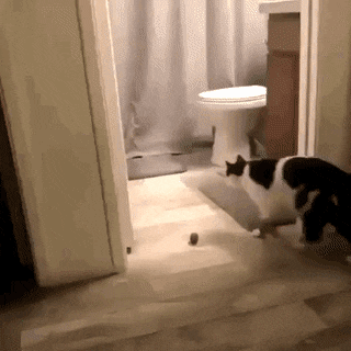 고양이를 이해하려 하지 마시오 | 인스티즈