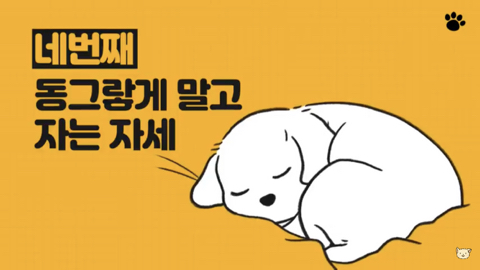 강아지 수면 자세 이유 | 인스티즈
