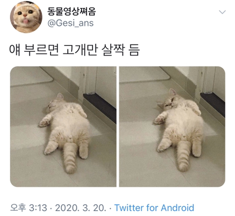 ???: 고양아~ | 인스티즈