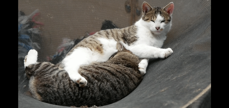 [hahaha] 냥이들 중에서 유독 봑봑봑 쓰다듬 당하는 냥이..jpgif | 인스티즈