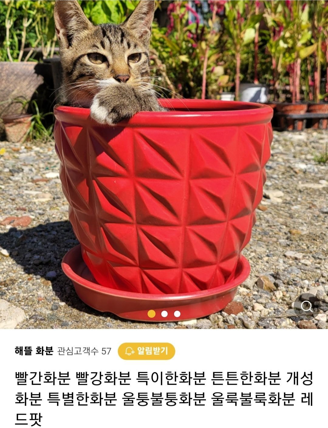 우리가게 물건 좋아요 고양이도 보세요 | 인스티즈