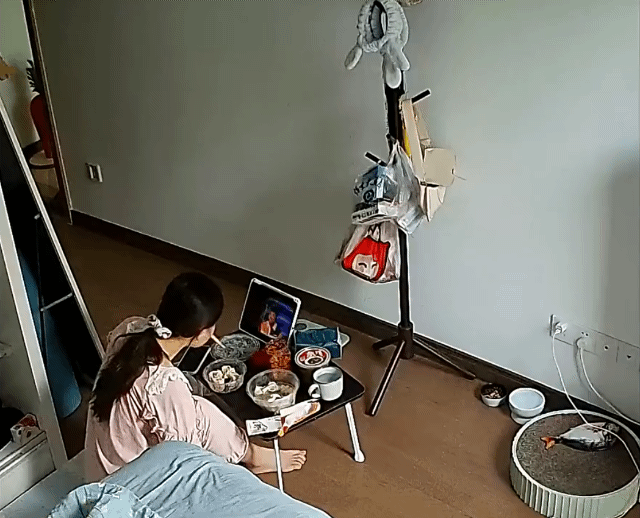 고양이 키우기 전 필수 시청 짤 | 인스티즈