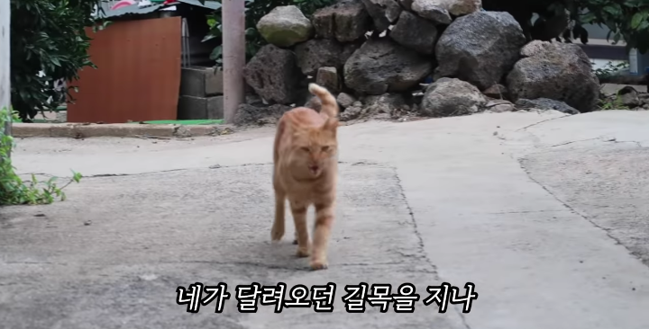 반려묘를 떠나보낸 유튜버가 올린 영상 | 인스티즈