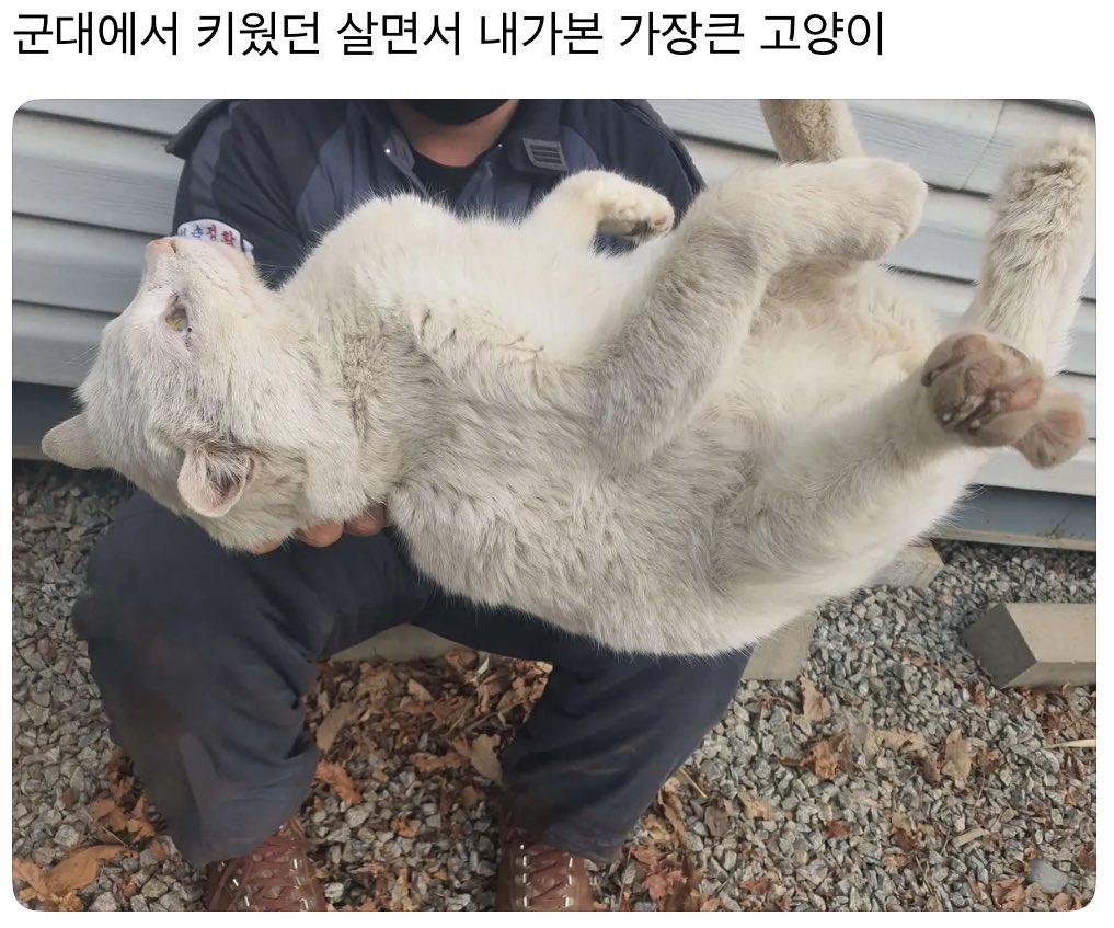 군대에서 키웠던 살면서 내가본 가장 큰 고양이 | 인스티즈