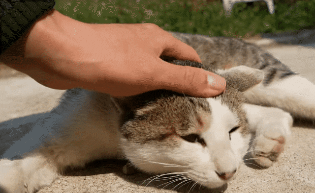 [hahaha] 냥이들 중에서 유독 봑봑봑 쓰다듬 당하는 냥이..jpgif | 인스티즈