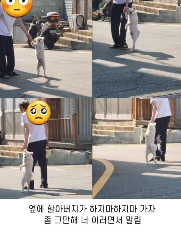 출근길 사람하고 기싸움하는 포메라니안 | 인스티즈