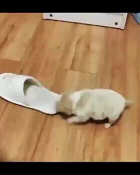 슬리퍼가 좋은 강아지.gif | 인스티즈