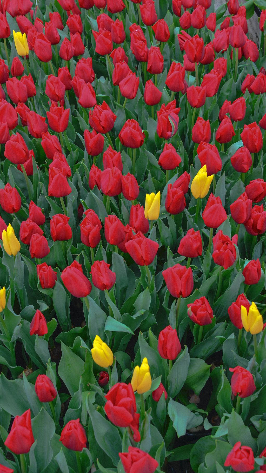 튤립 배경화면 공유 (추가) | 인스티즈