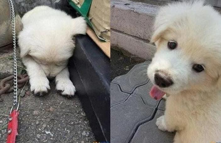 순찰중 발견한 유기견의 근황 | 인스티즈