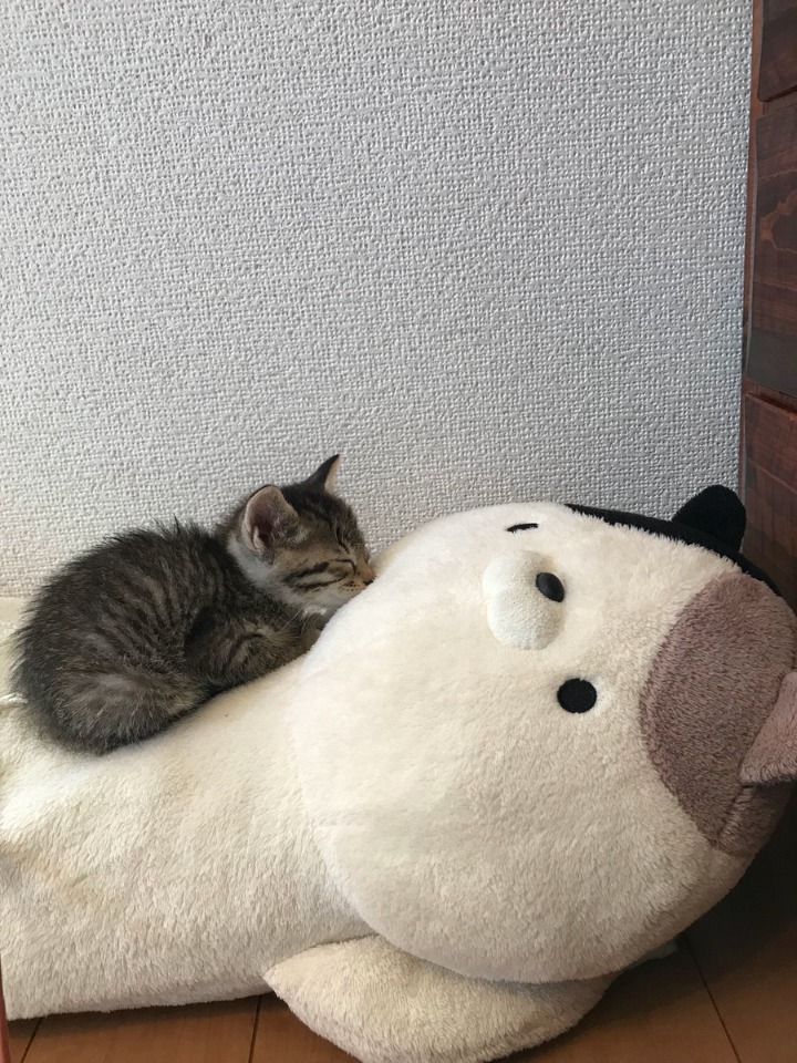고양이 위에서 잠든 고양이.jpg | 인스티즈