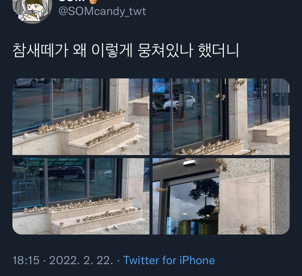 참새떼가 모여있는 이유 | 인스티즈
