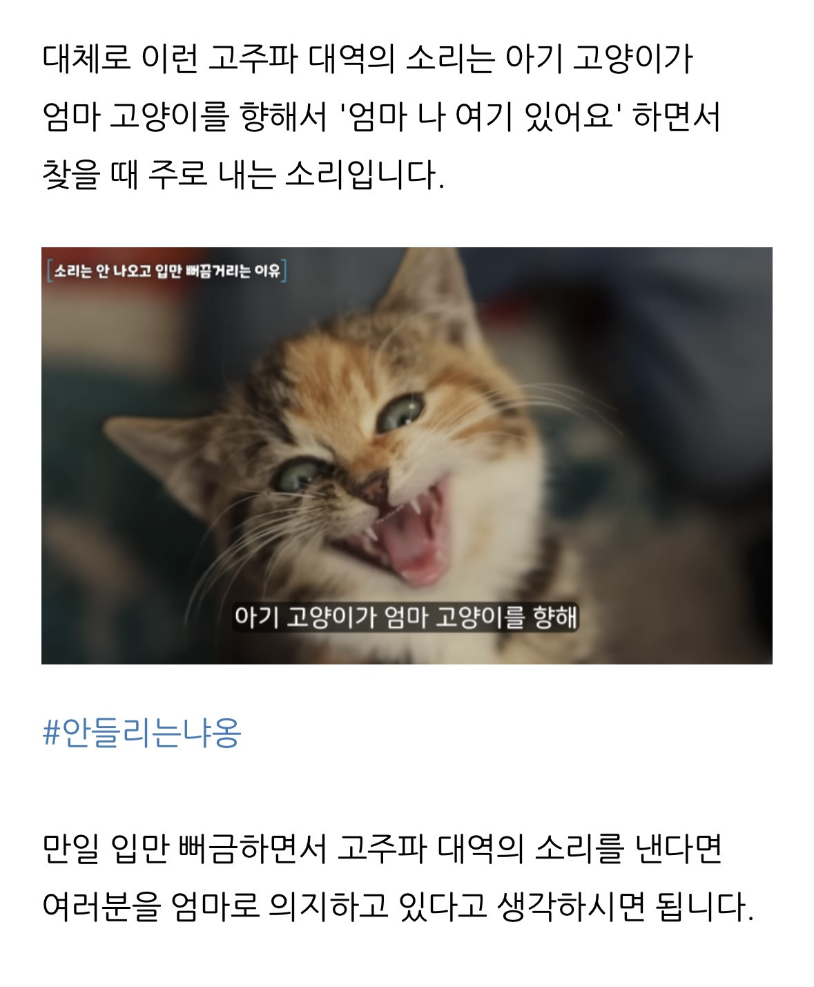 고양이 한숨과 혀 내밈의 이유 | 인스티즈