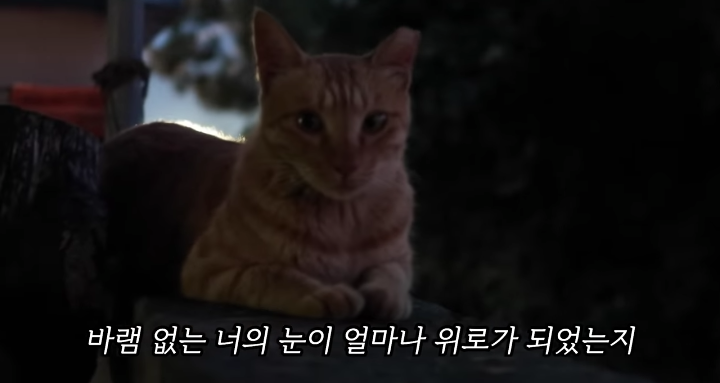 반려묘를 떠나보낸 유튜버가 올린 영상 | 인스티즈