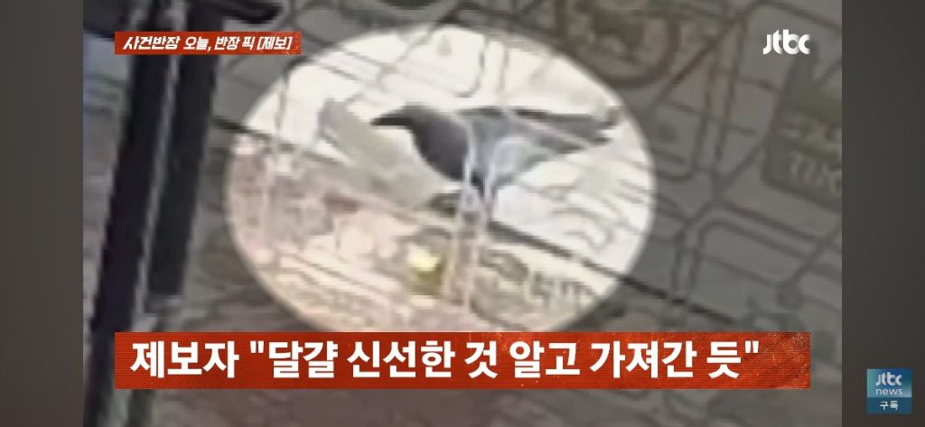 누가 달걀을 훔쳐가서 cctv를 봤는데.. | 인스티즈