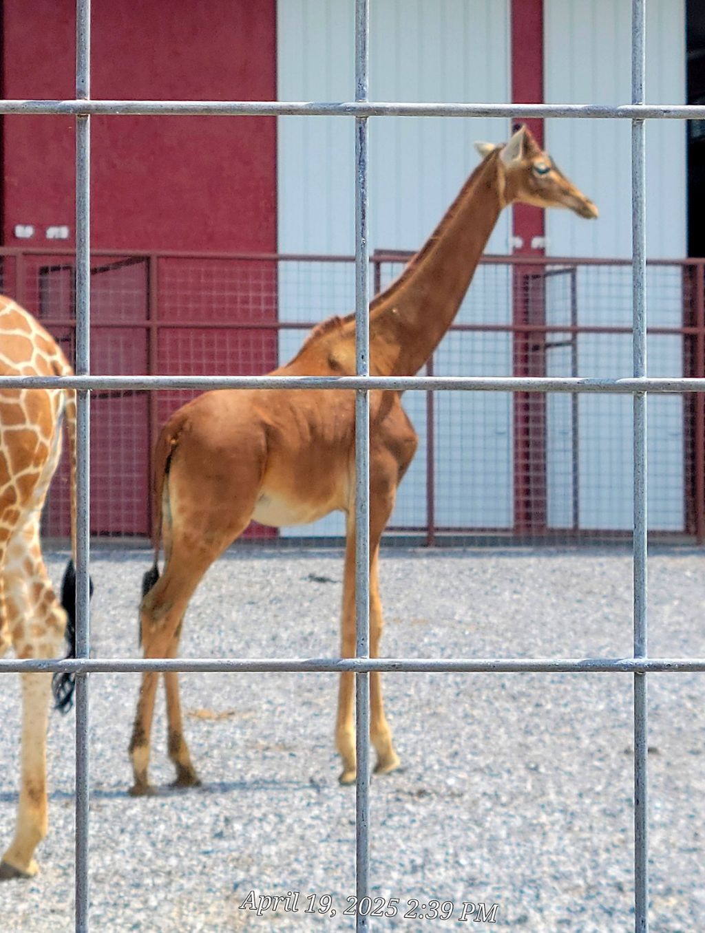 미국에 있다는 민무늬 기린 | 인스티즈