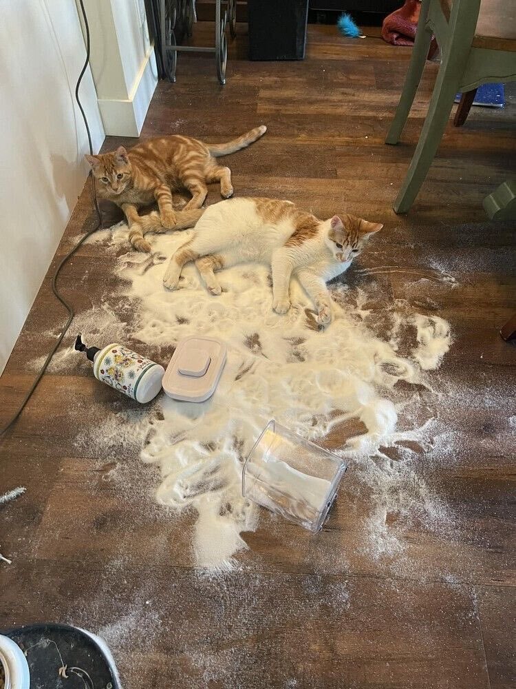 귀여운 고양이 | 인스티즈
