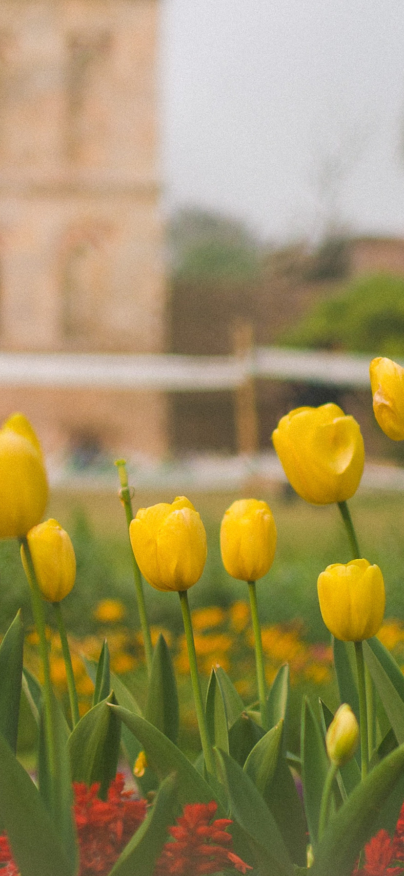 튤립 배경화면 공유 (추가) | 인스티즈