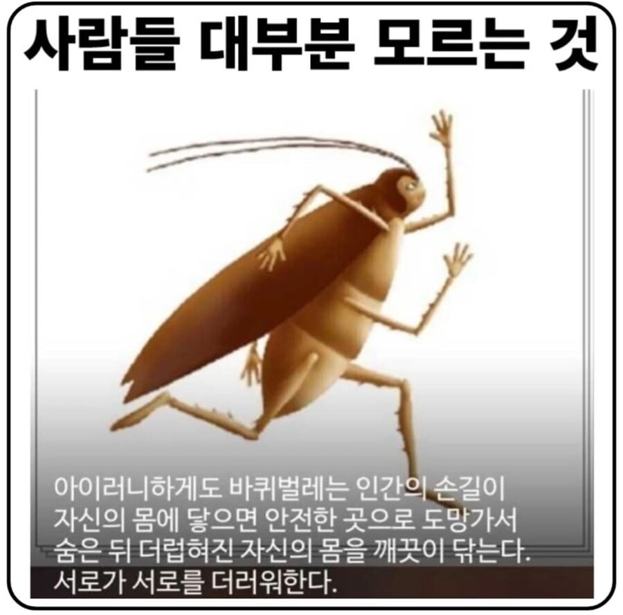 바퀴벌레조차 더러워하는 존재 | 인스티즈