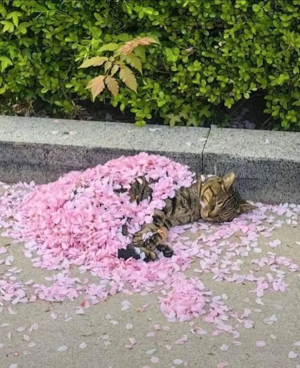 꽃이불 덮고 자는 고양이 | 인스티즈