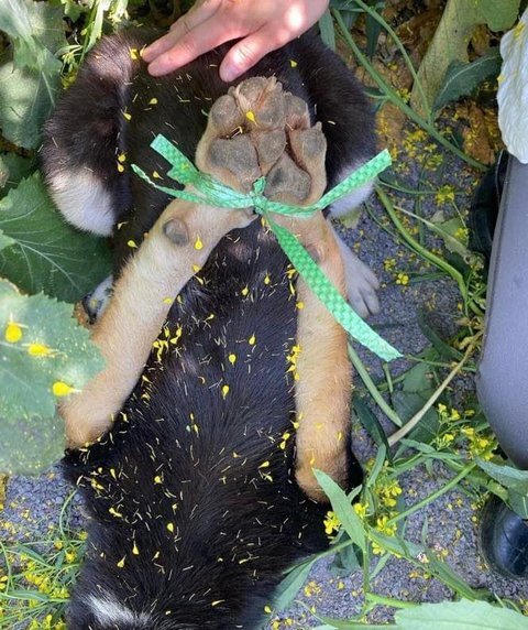 유채밭에 버려진 강아지 | 인스티즈