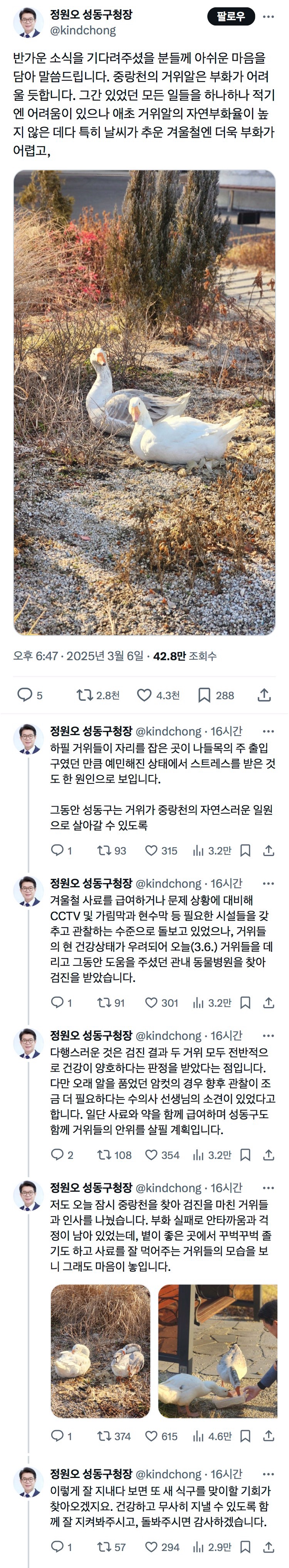 중랑천 거위 소식 | 인스티즈