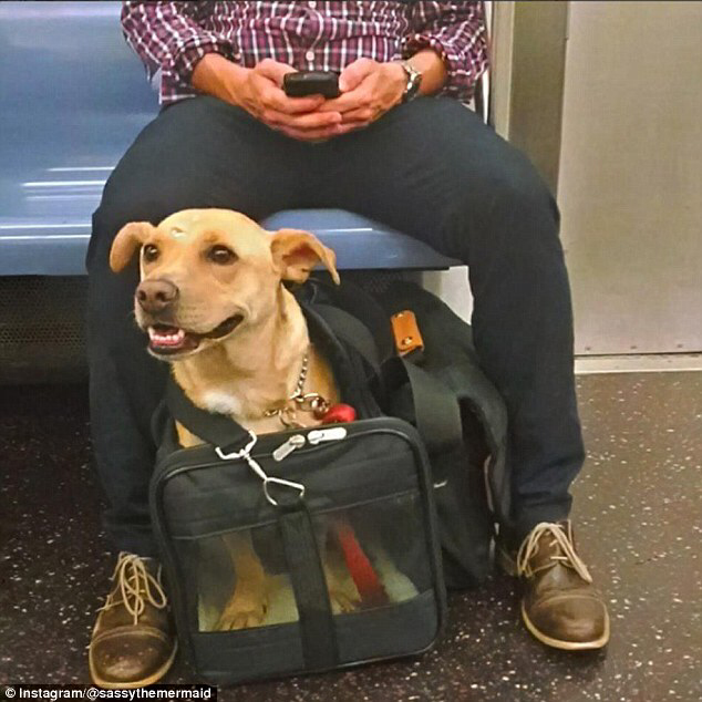 뉴욕에 사는 댕댕이들이 지하철 타는 법 | 인스티즈