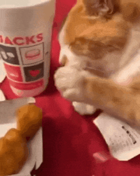 눈감고 자는척 하는 고양이 | 인스티즈