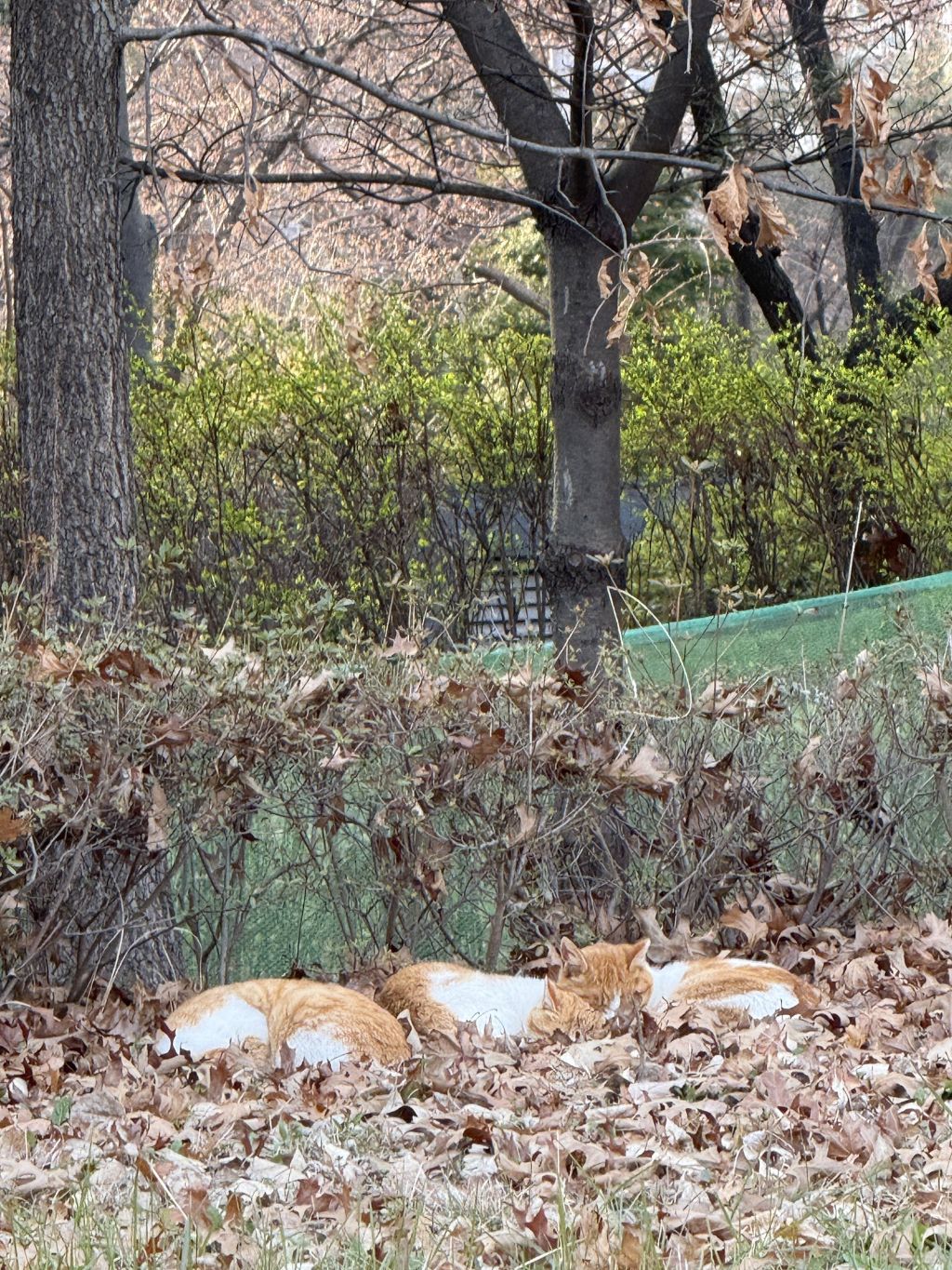 이 고양이 한글 읽을 줄 아나봐 현수막 개패는중 | 인스티즈