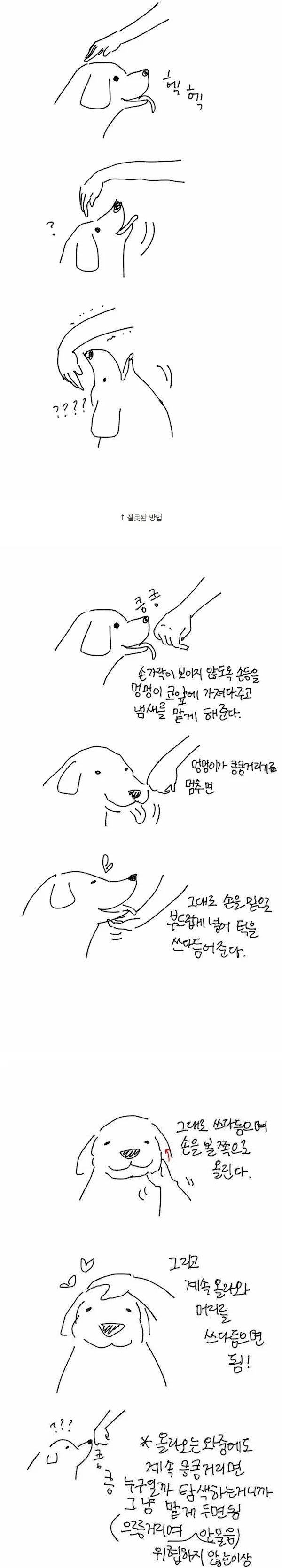 낯선 강아지를 올바르게 쓰다듬는법 | 인스티즈