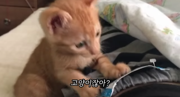 반려묘를 떠나보낸 유튜버가 올린 영상 | 인스티즈