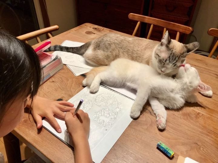 고양이 두마리 키우는 가정의 일상...JPG | 인스티즈