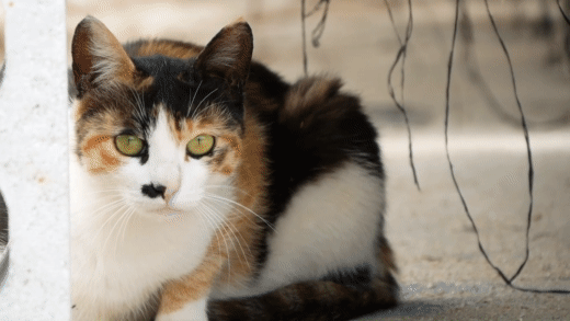 haha ha네 냥이들 질투 모먼트 모음.. | 인스티즈