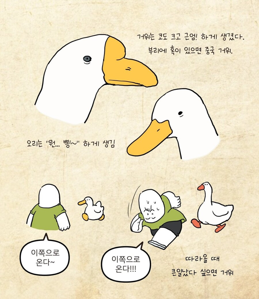 거위와 오리 구분하는 방법..jpg | 인스티즈