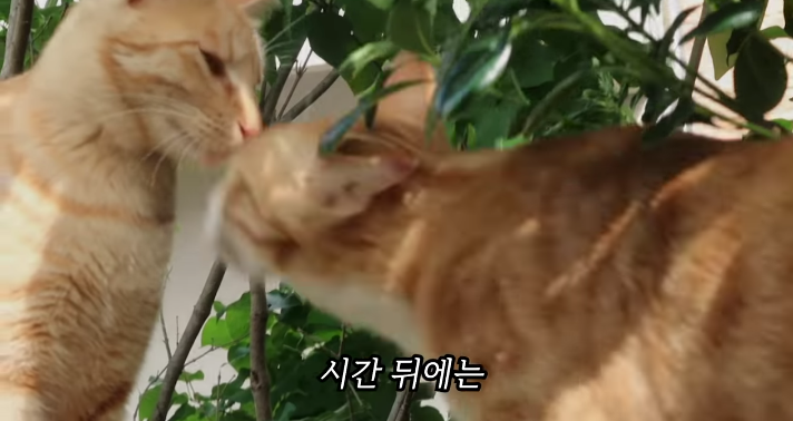 반려묘를 떠나보낸 유튜버가 올린 영상 | 인스티즈