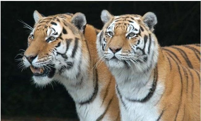 수컷 호랑이 암컷 호랑이 덩치 차이 | 인스티즈