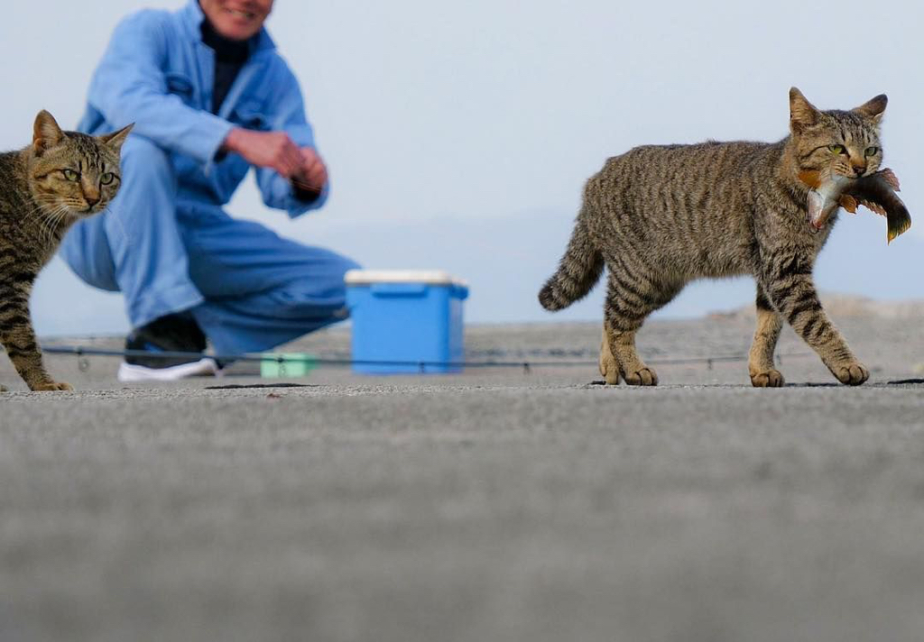 섬고양이들은 어부들에게 물고기를 받아온다 🐟🐈 | 인스티즈