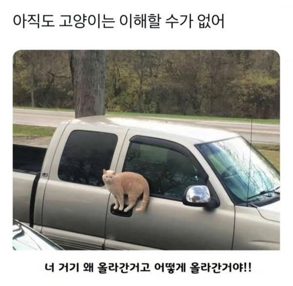 고양이란 뭘까...? | 인스티즈