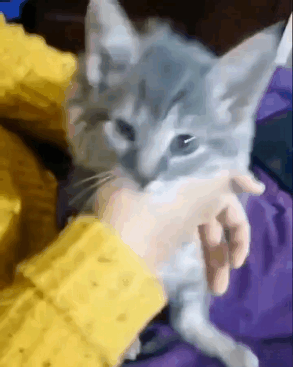 안기자마자 잠들어버리는 고양이.gif | 인스티즈
