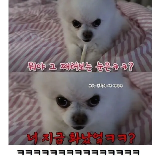 산책 7번 당한 강아지 | 인스티즈